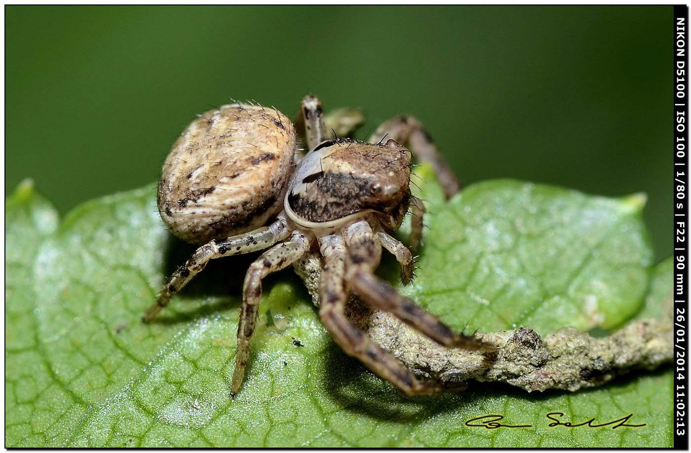 Xysticus sp. - Monte Santu Pedru (Alghero, SS)